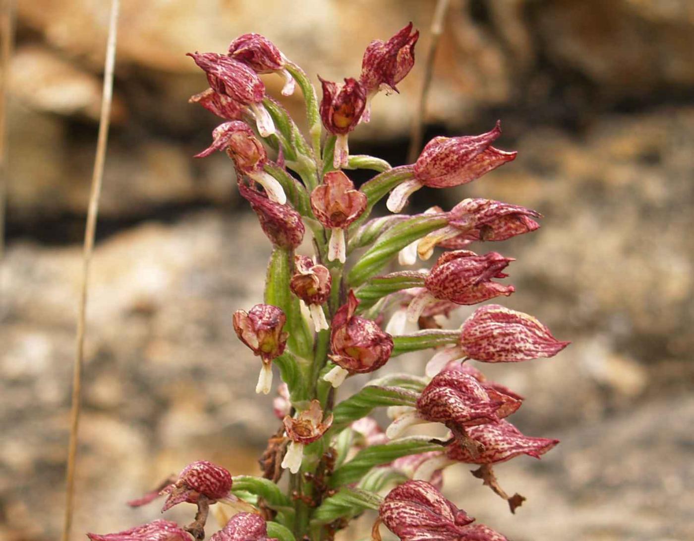 Orchid, Lady var. hypochromia flower